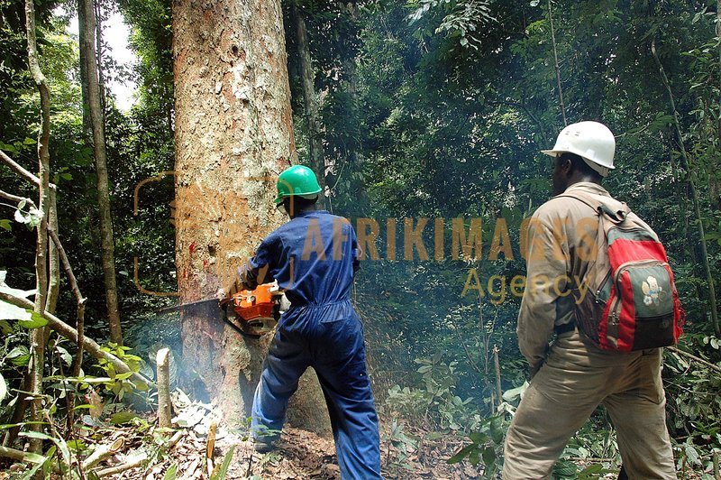 Afrikimages gabon / bois