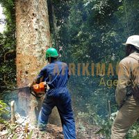 Afrikimages gabon / bois