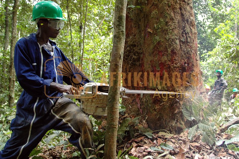 Afrikimages gabon / bois
