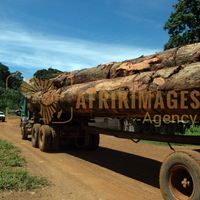 Afrikimages gabon / bois
