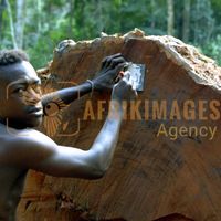 Afrikimages gabon / bois