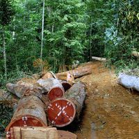 Afrikimages gabon / bois