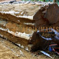 Afrikimages gabon / bois