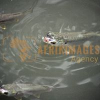 Afrikimages gabon/ gabon/ pêche