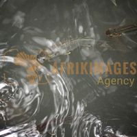 Afrikimages gabon/ pêche