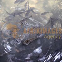 Afrikimages gabon/ pêche