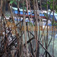 Afrikimages gabon/ pêche