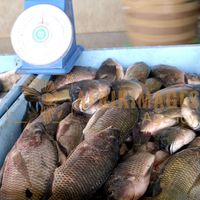 Afrikimages gabon/ pêche