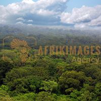 Afrikimages gabon / bois