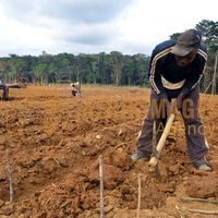 Afrikimages gabon / agriculture