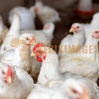 Afrikimages côte d’ivoire / elevage