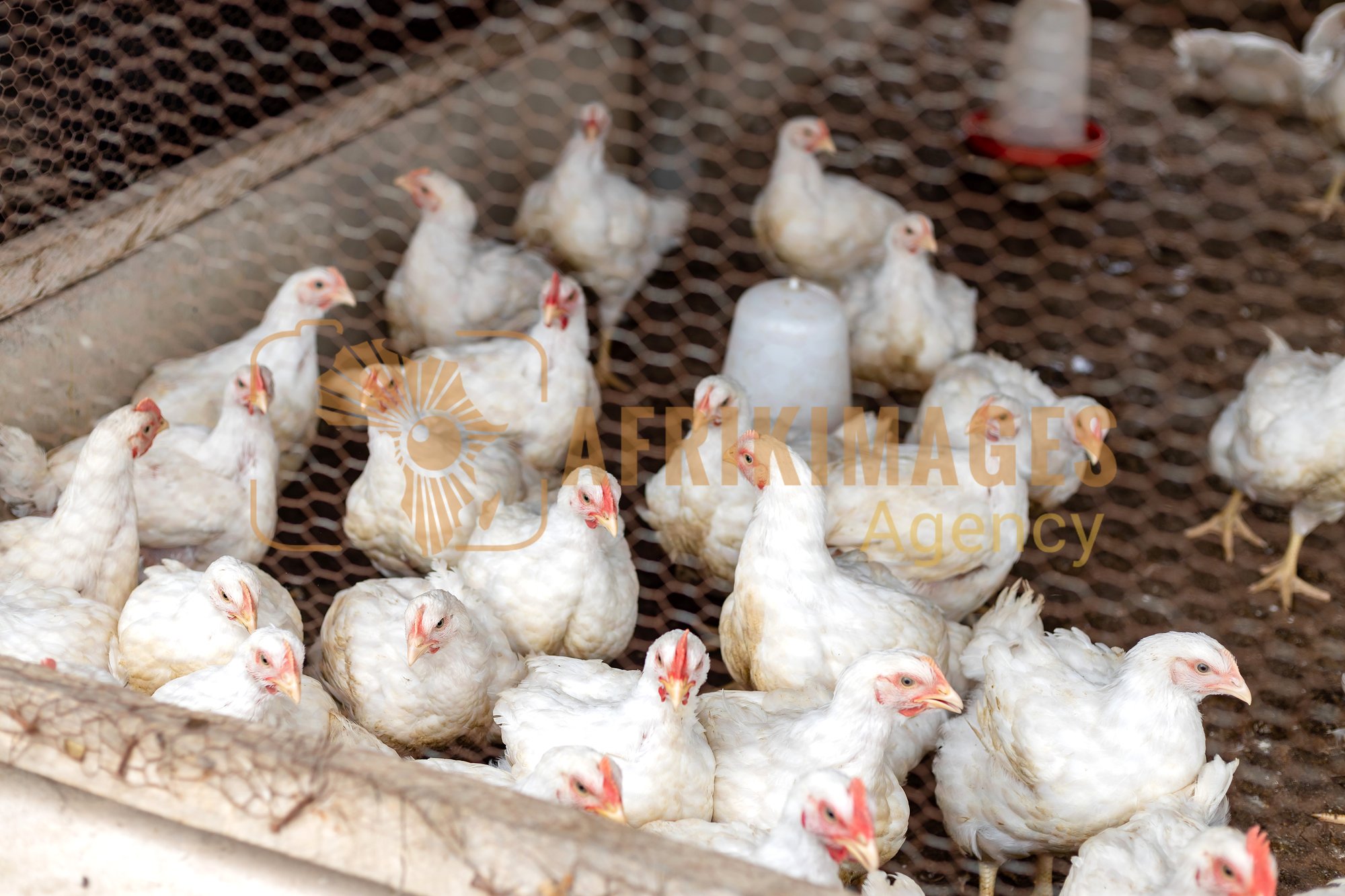Afrikimages côte d’ivoire / elevage