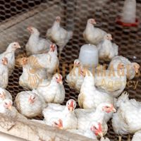 Afrikimages côte d’ivoire / elevage