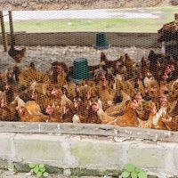 Afrikimages côte d’ivoire / elevage