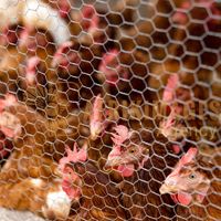 Afrikimages côte d’ivoire / elevage